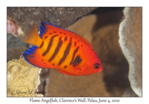 Flame Angelfish