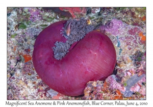 Magnificent Sea Anemone & Pink Anemonefish