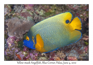 Yellow-mask Angelfish