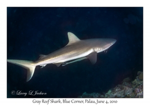 Gray Reef Shark