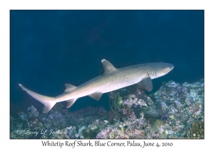 Whitetip Reef Shark