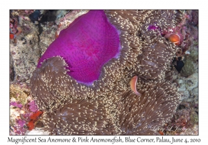 Magnificent Sea Anemone & Pink Anemonefish