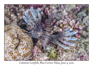 Common Lionfish