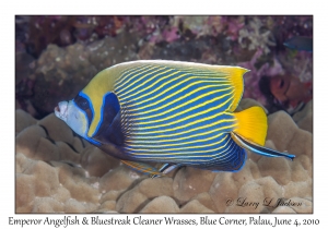 Emperor Angelfish & Bluestreak Cleaner Wrasses