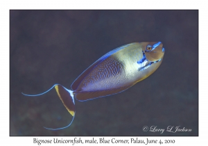 Bignose Unicornfish