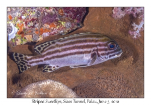 Striped Sweetlips