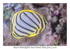 Meyer's Butterflyfish