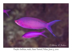 Purple Anthias