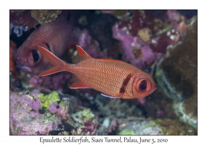 Epaulette Soldierfish
