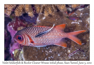 Violet Soldierfish & Bicolor Cleaner Wrasse