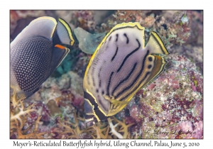 Meyer's-Reticulated Butterflyfish hybrid