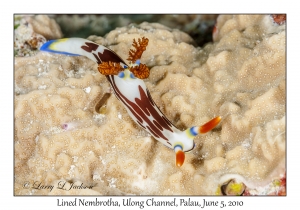 Lined Nembrotha