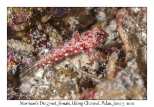 Morrison's Dragonet