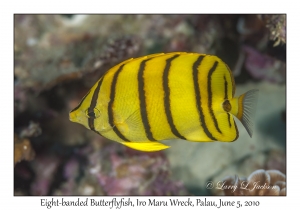 Eight-banded Butterflyfish