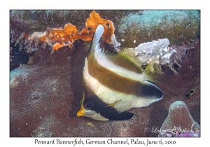 Pennant Bannerfish