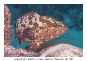 Camouflage Grouper