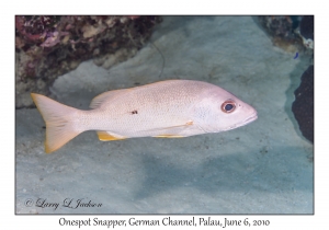 Onespot Snapper