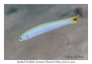 Spottail Dartfish