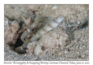 Steinitz's Shrimpgobyi & Snapping Shrimp