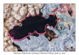 Glorious Flatworm