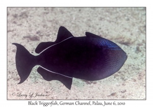 Black Triggerfish