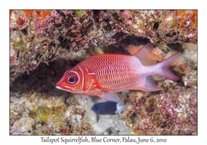 Tailspot Squirrelfish