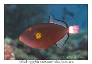 Pinktail Triggerfish