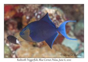 Redtooth Triggerfish