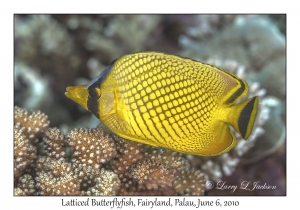 Latticed Butterflyfish