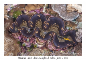 Maxima Giant Clam