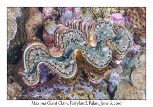 Maxima Giant Clam