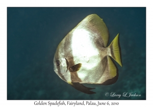 Golden Spadefish