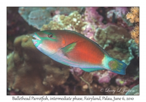 Bullethead Parrotfish