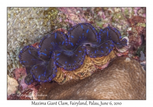 Maxima Giant Clam