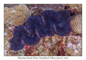 Maxima Giant Clam