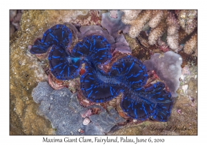 Maxima Giant Clam