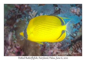 Dotted Butterflyfish