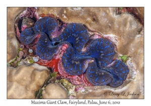 Maxima Giant Clam