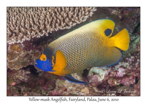 Yellow-mask Angelfish