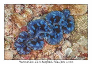 Maxima Giant Clam