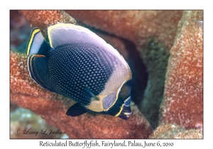 Reticulated Butterflyfish