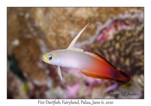 Fire Dartfish