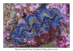 Maxima Giant Clam