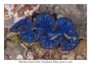 Maxima Giant Clam