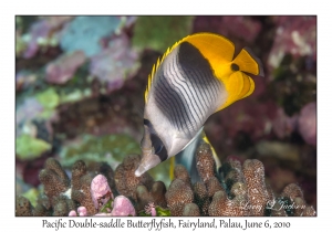 Pacific Double-saddle Butterflyfish