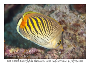 Dot & Dash Butterflyfish