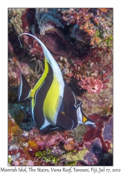 Moorish Idol