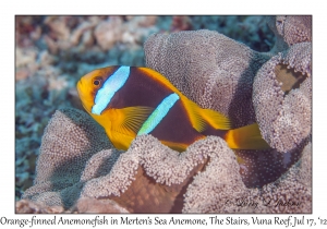 Orange-finned Anemonefish