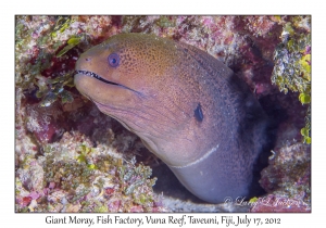 Giant Moray