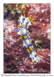 Blackspotted Sea Cucumber